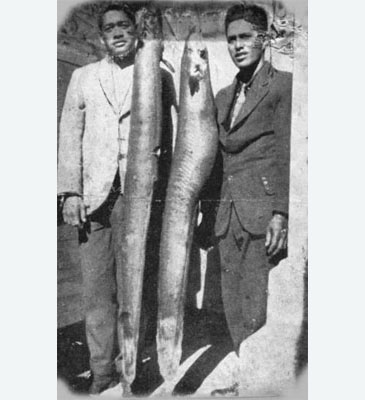 180_Mark Jones_New Zealand Longfin Eel_Anguilla dieffenbachii.jpg 180_Mark Jones_New Zealand Longfin Eel_Anguilla dieffenbachii.jpg